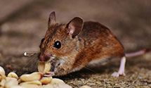 24 Hour & Emergency Exterminators in Olin, NC